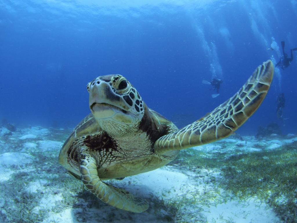 Oceanica Resort Panglao, Bohol Exterior photo Green sea turtle